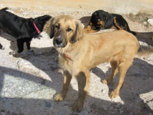 Βύρωνας: Ακόμα ψάχνουν τα 3 εξαφανισμένα σκυλιά